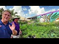 BEST BUTTERFLY ATTRACTING PLANTS FOR A SOUTH FLORIDA GARDEN