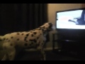 MILO THE DALMATION BARKING AT THE TV