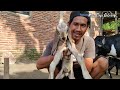 CUKUP TRADISIONAL ❗❗ cara membantu proses kambing melahirkan