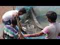 Big Carp  Fish catching in mud water pond using a fishing net and catch fish by hand