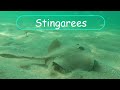 Stingrays, Stingarees and Eagle Rays - Best Of