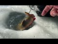 INSANE FOOTAGE BIG BROOK TROUT Ice Fishing with Underwater Camera