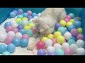What Happens When Cats Play in a Pool of Ocean Balls?The Test Results Are Surprisingly This Reaction
