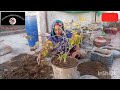 Wagon Valia Plant Ki Reporting 🥰 Kitchen garden official 023 #trending#mynewvideo#mychannel#plant