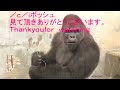 シャバーニ　ドラミング50連 Gorilla  drumming50beat  Best Shabani