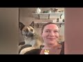 You Need a Cat for Daily Laughs 😂 Funny Animal Videos 2024 😂