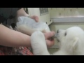 Orphaned polar bear cub settles in at new home after rescue