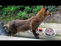 Fox gets some snacks 2