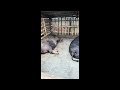 नेपालको सबभन्दा कम लागतमा चलिरहेको बंगुर फार्म -Nepali Pig Farm.Com.