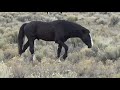 Wild Mustangs of our West  by Mustang Meg March 2020