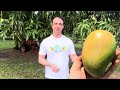 Alex Salazar on Mango Breeding (Hybridization) pt 1