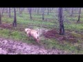 Scratching the mud, Shar pei