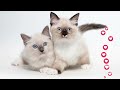 🐕‍🦺Why is the Ragdoll cat compared to a dog