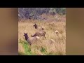 Roosevelt Elk Cows at Dean Creek Elk Viewing Area | Oregon Coast Wildlife