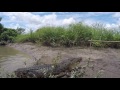 Jumping crocodiles in Darwin