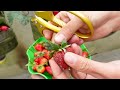 No need for a garden, Growing Strawberries at home is very easy and has a lot of fruit