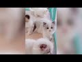 This is why everyone loves cats 😂 New funny animals 2024 😅