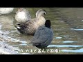 【4K】元気なオオバンと近くで会えました　I took a close-up of the lively Eurasian Coots【 Nussie Village / ぬっしー村 】