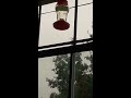 First Hummingbird Sighted!