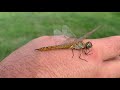 Saving dragonflies from the pool: teaching kids to value all life