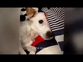 You Laugh You Lose 🐱🐕 Funny Videos Every Days 😂