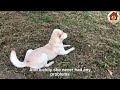 In the harbor, a trembling puppy tried to poke its head out from the trash can looking for help