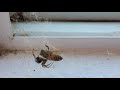 Bee vs. Spider