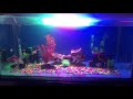 My Goldfish Aquarium
