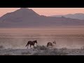 Running Horses Video  •  Wild Horses Running  •  Horse Video
