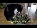 Turtle plant ( #CallisiaRepens) as #CatSnack 😻in Roxypedia!