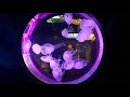 Illumination of jellyfish