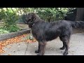 Ruby the Newfoundland Dog