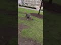 Wild Turkey ATTACK ! New York