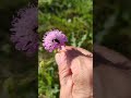 Albine la floarea violeta #mușcatul dracului #scăbioasă de cîmp