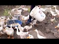 How to Harvest Ripe Papaya in the Forest.When still green, you can cook and make medicine Ly Thi Cam