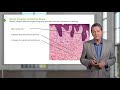 Connective Tissue – Histology | Lecturio