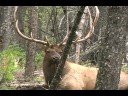 Bull Elk #6 up close