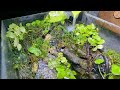 Air-Powered Waterfall Paludarium (an Unexpected Challenge...)