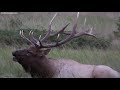 Elk Bugles and Chuckles During Rutting Season