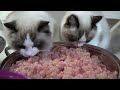 Homemade Raw Cat Food for 11 Cats! 