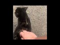 Kittie Snax Returns! Full video