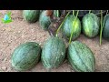 Best Videos😍 Great Techniques of Grafting Watermelon with Various fruit To Make Amazing Fruits