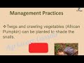 50min complete course on snail production | Agricware Consult