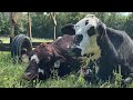 (STEP-BY-STEP) BUILDING PASTURE FROM SCRATCH | SOIL COWS Cover Crops TOPSOIL Grazing Cattle ranching