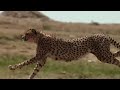 Painful Moments of Lions And Leopards With Wildebeests | The Animal Battle