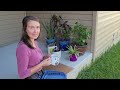 Collecting Bells of Ireland seeds ~Sunshine Garden~