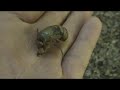 Cicada Larva alive in hand