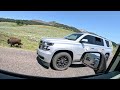 Bison herd in Lamar Valley in Yellowstone