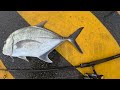 CAIRNS fishing - Heaps of fish from Trevally to Jungle Perch