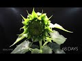 Growing Sunflower Time Lapse - Seed To Flower In 83 Days